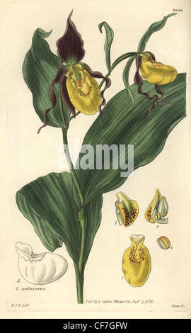 Geringerem geblüht oder größere Gelbe Frauenschuh Orchidee, Cypripedium Parviflorum. Stockfoto