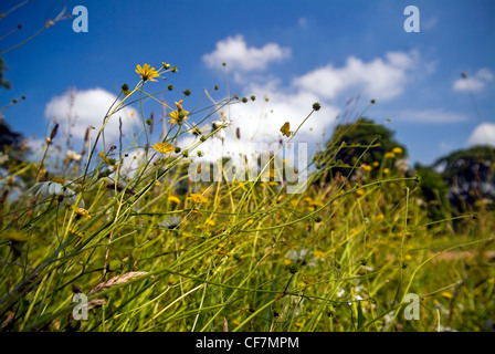 Wilde Blumen wachsen auf dem Gelände des West Dean House, West Sussex, UK Stockfoto