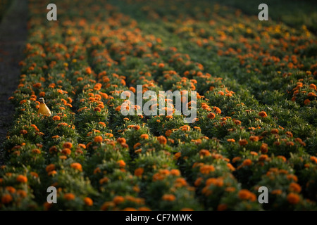 Gelbe Ringelblumen, bekannt als Cempasuchil, vor der Ernte in Mexiko-Stadt Stockfoto