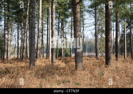 Föhren in Thetford Forest, Norfolk, England, UK Stockfoto