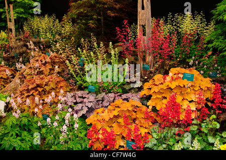 Boldre Baumschulen Heucheraholics Lymington, Hants, er RHS Chelsea Flower Show, formal bekannt als der große Spring Show, Chelsea, UK Stockfoto