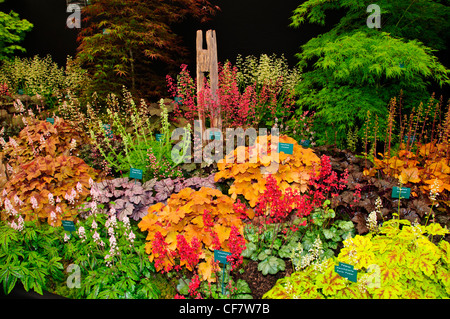 Boldre Baumschulen Heucheraholics Lymington, Hants, er RHS Chelsea Flower Show, formal bekannt als der große Spring Show, Chelsea, UK Stockfoto