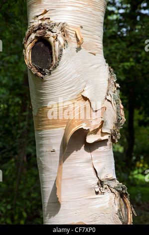 BIRCH bark tree wood wooden outside pattern smooth trunk colored coloured  color colour double sandwich two twice exotic wood ab Stockfoto