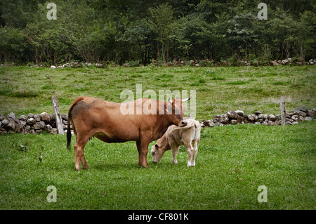 A laut Kuh ihr Kalb, Weiden Stockfoto