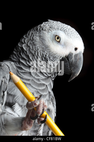 Papagei mit Bleistift Stockfoto