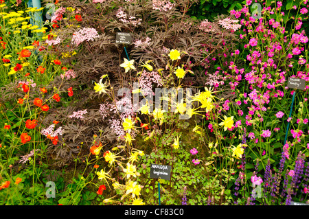 Drei Landkreise Baumschulen; Aquilegias Spezialisten, die RHS Chelsea Flower Show, formal bekannt als der große Spring Show, kann Event. Stockfoto