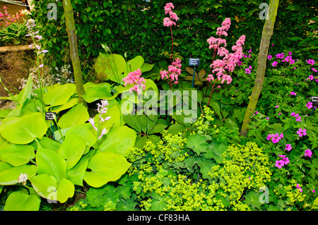 Drei Landkreise Baumschulen; Aquilegias Spezialisten, die RHS Chelsea Flower Show, formal bekannt als der große Spring Show, kann Event. Stockfoto