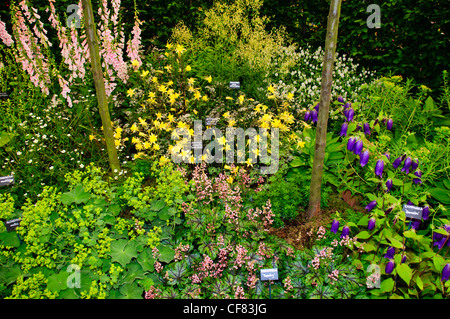 Drei Landkreise Baumschulen; Aquilegias Spezialisten, die RHS Chelsea Flower Show, formal bekannt als der große Spring Show, kann Event. Stockfoto