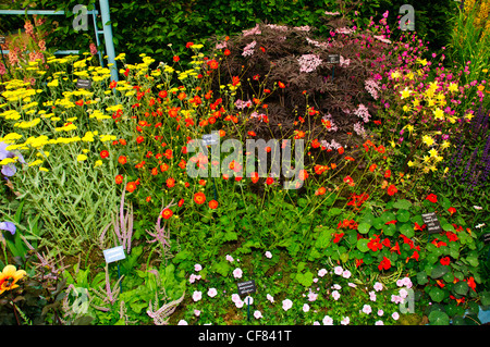 Drei Landkreise Baumschulen; Aquilegias Spezialisten, die RHS Chelsea Flower Show, formal bekannt als der große Spring Show, kann Event. Stockfoto