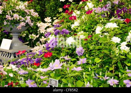 Raymond J Evision; Guernsey; Clematis; Spezialisten, die RHS Chelsea Flower Show, formal bekannt als der große Spring Show, Chelsea Stockfoto