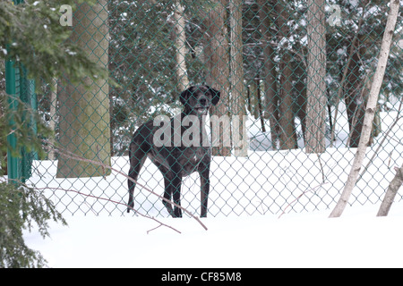 Schwarzer Hund eingezäunt Hinterhof im winter Stockfoto