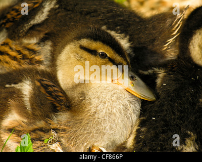 Stockente Entenküken, Hever Castle, Großbritannien Stockfoto