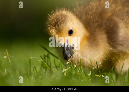 Kanada-Gans Gosling, Kew Gardens, UK Stockfoto