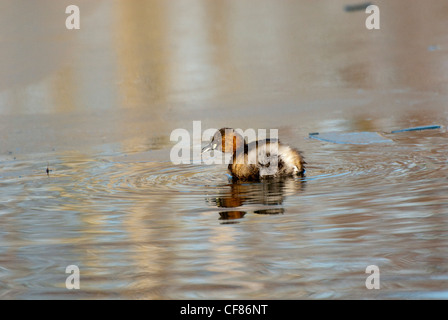 Wenig Grebe Angeln bei WWT London Wetland Centre, Großbritannien Stockfoto