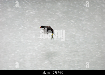 Teichhuhn fliegen im Schnee, Kew Gardens, UK Stockfoto