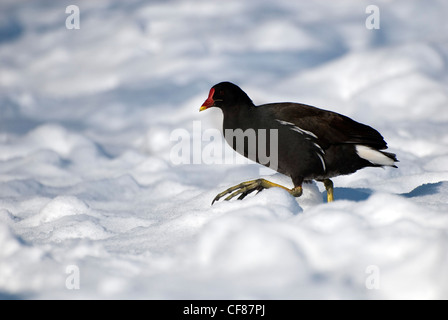 Teichhuhn, Wandern im Schnee, WWT London Wetland Centre, Großbritannien Stockfoto