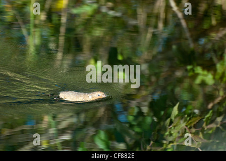 Schermaus schwimmen, WWT London Wetland Centre, UK Stockfoto