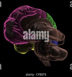 Farbige Bereiche des Gehirns in Dreiviertelansicht rechts-Hemisphäre Stockfoto