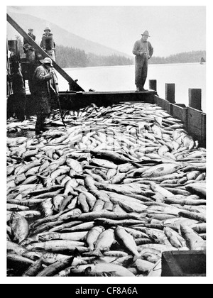 1926 Scowload von frisch Lachs British Columbia Skeena River Angeln Fisch gefangen Stockfoto