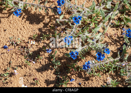 Wilde Alkanet Blumen (gab Tinctoria) AKA Dyer Alkanet, Färberin Bugloss. Stockfoto