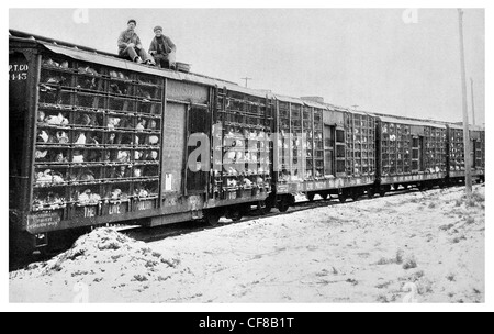 Geflügel zu trainieren Fracht Beförderung Bahn Hühner Huhn 1927 Stockfoto