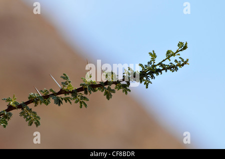 Nahaufnahme der Niederlassung und Dornen von einem Regenschirm Thorn Akazien (Acacia Tortilis) fotografiert in Israel, Arava-Wüste Stockfoto