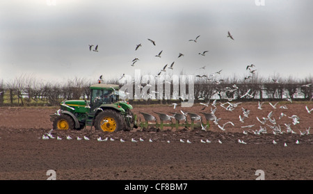 Landwirt in Traktor Pflügen Feld im Frühjahr, gefolgt von Vögel in Lymm, Cheshire, England UK Stockfoto