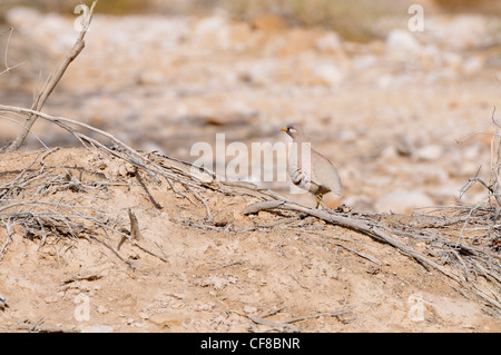 Chukar Rebhuhn oder Chukar (Alectoris Chukar) Bilder aus dem Monat in Israel, Arava-Wüste Stockfoto