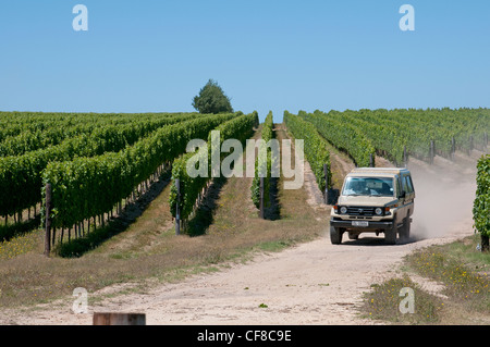 Hochland Tokara Weinberge in der Nähe von Elgin in Südafrika Western Cape Stockfoto