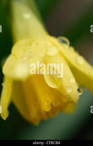 Narzisse Blumen (Narcissus Pseudonarcissus "Tete ein Tete"), England, UK Stockfoto