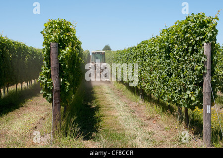 Hochland Tokara Weinberge in der Nähe von Elgin in Südafrika Western Cape Stockfoto