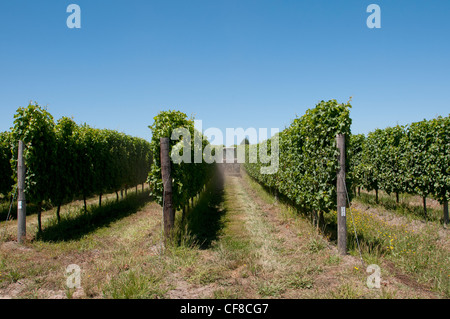 Hochland Tokara Weinberge in der Nähe von Elgin in Südafrika Western Cape Stockfoto