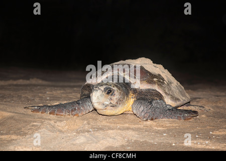 Unechte Karettschildkröte, Caretta Caretta, Umzug von Nest zum Meer in der Nacht, Banga Nek, Kwazulu Natal, Südafrika Stockfoto