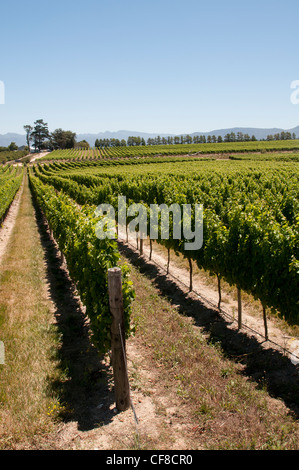 Hochland Tokara Weinberge in der Nähe von Elgin in Südafrika Western Cape Stockfoto