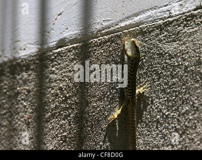 Die Europäische Grüne Eidechse (Lacerta Viridis) ist eine große Echse verteilen sich auf europäischen Stockfoto