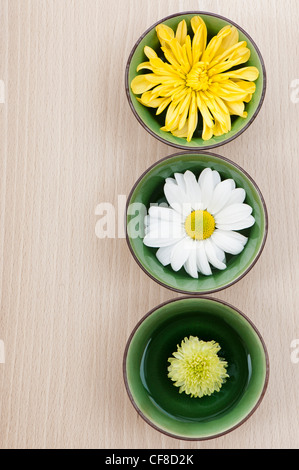 Chrysanthemen im grünen Keramikschalen schweben Stockfoto