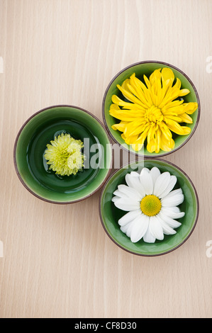 Chrysanthemen im grünen Keramikschalen schweben Stockfoto