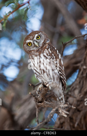 Perle gefleckte Owlet Glaucidium Perlatum, Kgalagadi Transfrontier Park, Südafrika Stockfoto