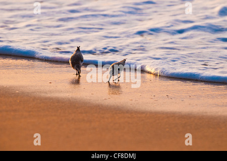 Sanderlinge-'Hunakai' in der hawaiianischen Sprache (Calidris Alba), Polihale Beach, Kauai, Hawaii Stockfoto