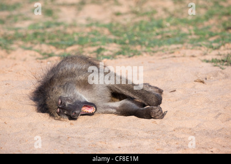 Chacma Pavian, Papio Cynocephalus Ursinus, Gähnen, Krüger Nationalpark, Südafrika Stockfoto