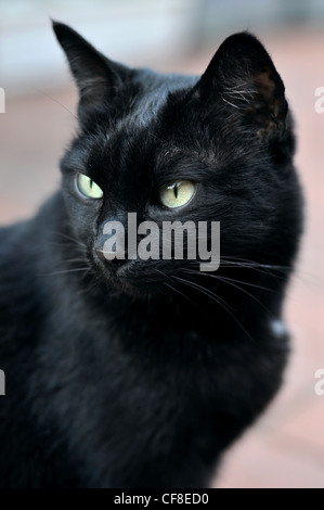 Porträt von eine schwarze weibliche Katze Stockfoto