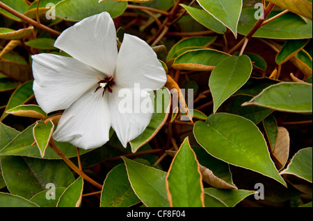 St Helena Ebony eine endemische Art von der Insel St. Helena im Südatlantik Stockfoto