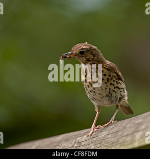 MISTELDROSSEL SOOR Turdus Viscivorus Fütterung auf Insekten. UK Stockfoto