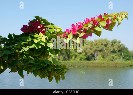 Bougainvillea-Blume und Pflanze sieht aus wie ein schrecklicher Dinosaurier. Eine lustige Szene aus Kerala,India.Kerala Backwaters auf Hintergrund Stockfoto