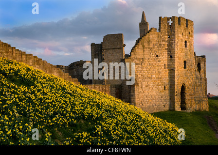 Warkworth Castle im Frühling mit Narzissen in voller Blüte Stockfoto