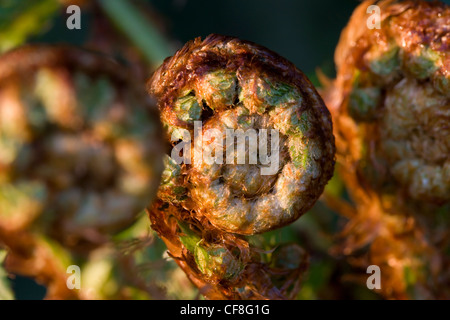 Farn entfaltenden Frühling Stockfoto