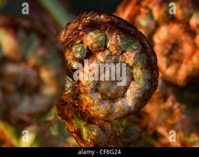 Farn entfaltenden Frühling Stockfoto