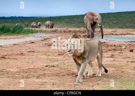 Männliche Löwen, Panthera Leo, mit Elefanten, Addo Nationalpark, Eastern Cape, Südafrika Stockfoto