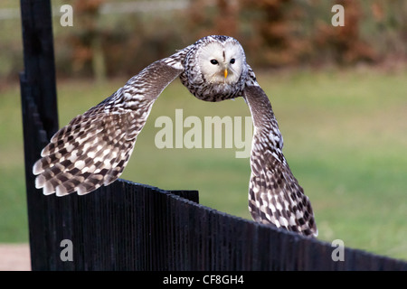 Ein Habichtskauz Tiefflug über einen hölzernen Zaun mit einer grünen Wiese hinter Stockfoto