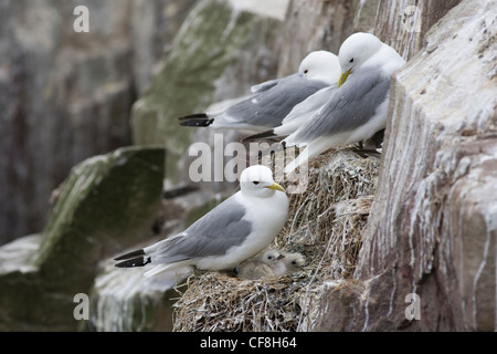 Dreizehenmöwe, Larus Tridactyla auf Nest, Farne Islands, Northumberland, Großbritannien Stockfoto